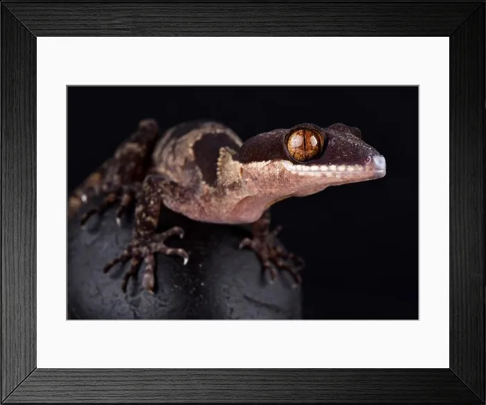 Framed Print : Papua giant banded gecko (Cyrtodactylus louisiadensis) Framed Print : Papua giant banded gecko (Cyrtodactylus louisiadensis)