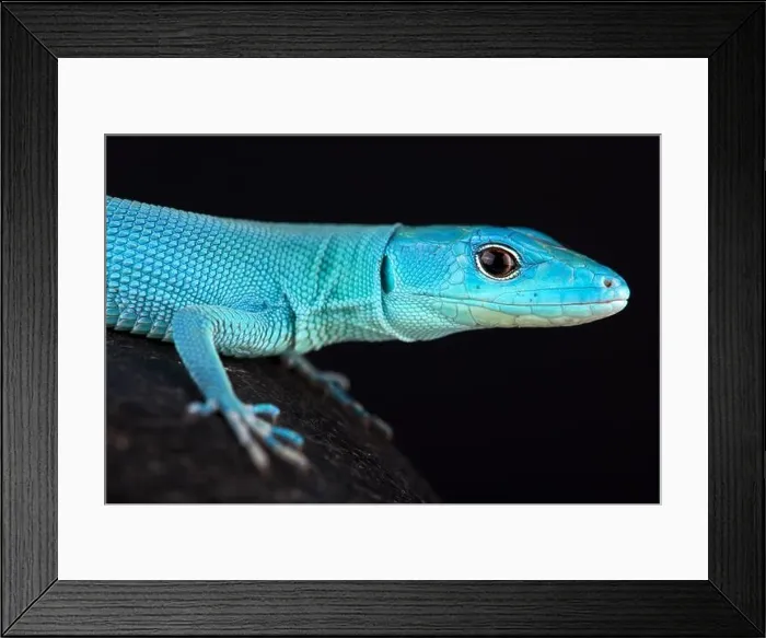 Framed Print : The Green keel-bellied lizard (Gastropholis prasina) is a spectacular tree dwelling lizard species Framed Print : The Green keel-bellied lizard (Gastropholis prasina) is a spectacular tree dwelling lizard species