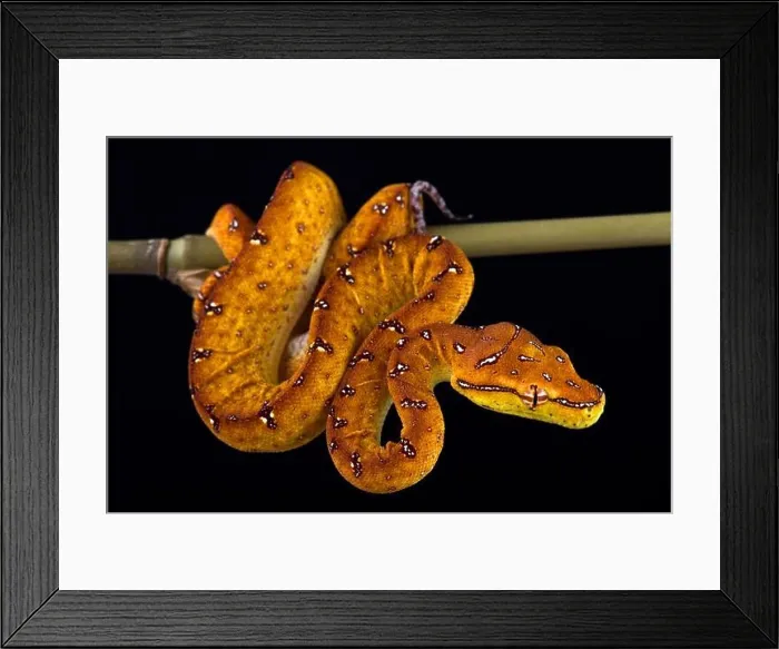 Framed Print : Green tree python (Morelia viridis) Framed Print : Green tree python (Morelia viridis)