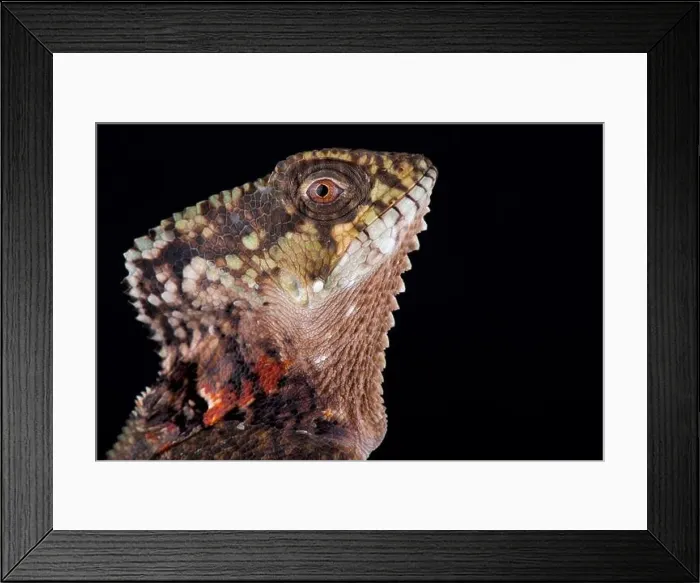 Framed Print : Helmeted iguana (Corytophanes cristatus) Framed Print : Helmeted iguana (Corytophanes cristatus)