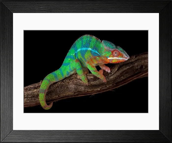 Framed Print : Panther chameleon (Furcifer pardalis) Ambilobe Framed Print : Panther chameleon (Furcifer pardalis) Ambilobe