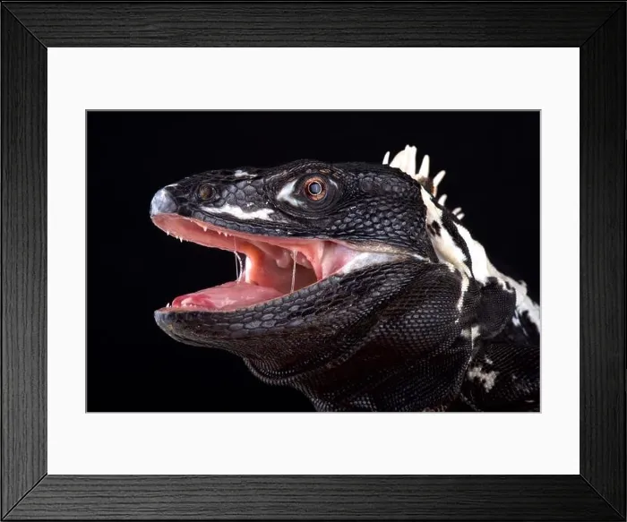 Framed Print : Mexican spiny-tailed iguana (Ctenosaura pectinata) Framed Print : Mexican spiny-tailed iguana (Ctenosaura pectinata)