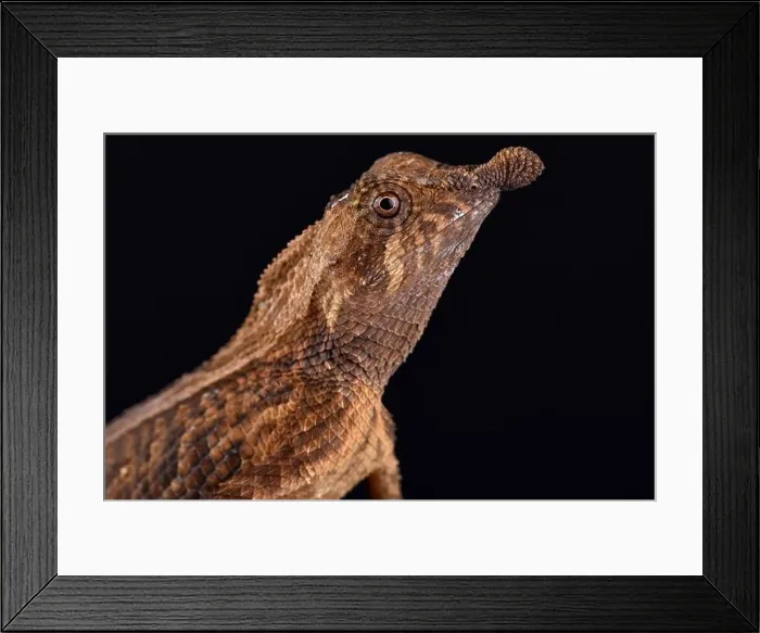 Framed Print : Leaf-nosed lizard (Ceratophora tennentii) Framed Print : Leaf-nosed lizard (Ceratophora tennentii)