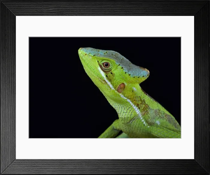 Framed Print : Eastern casquehead iguana (Laemanctus longipes) Framed Print : Eastern casquehead iguana (Laemanctus longipes)