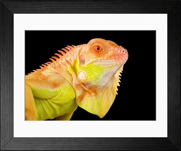 Framed Print : Crimson albino iguana (Iguana iguana)