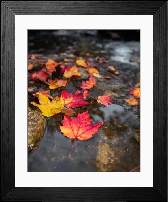 Framed Print : Acadia National Park Framed Print : Acadia National Park