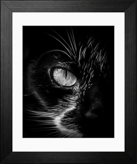 Framed Print : Cats Eye Framed Print : Cats Eye