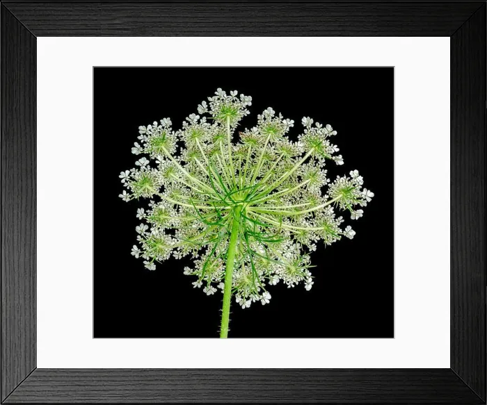 Framed Print : Color fine art still life macro of a single isolated green yellow white wild carrot / daucus carota blossom with stem Framed Print : Color fine art still life macro of a single isolated green yellow white wild carrot / daucus carota blossom with stem
