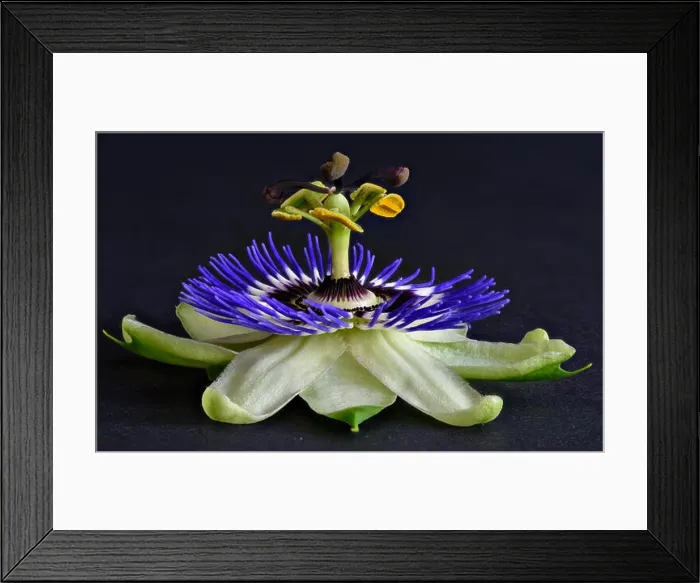 Framed Print : Detailed colorful flower macro of a single isolated blooming passion flower on black paper background seen from Framed Print : Detailed colorful flower macro of a single isolated blooming passion flower on black paper background seen from