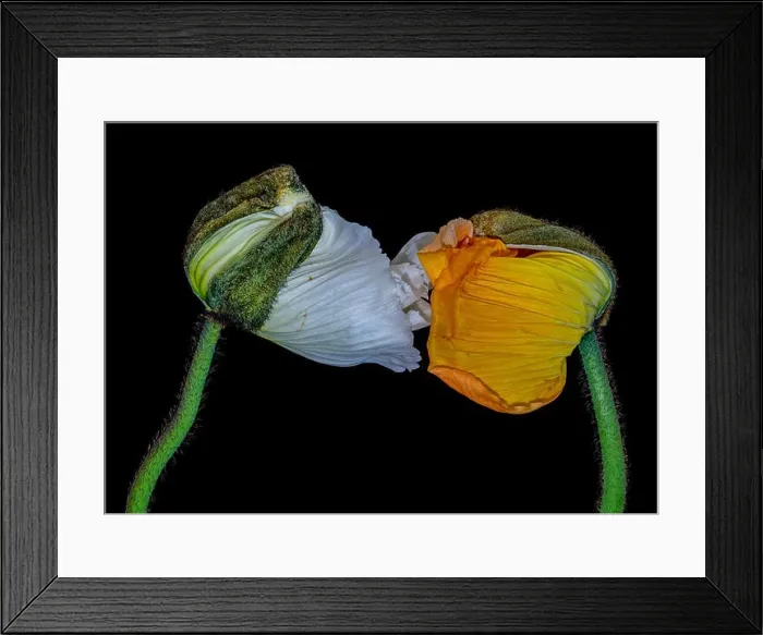 Framed Print : Floral fine art still life color macro flower portrait of a pair of young orange yellow white satin / silk poppy blossom Framed Print : Floral fine art still life color macro flower portrait of a pair of young orange yellow white satin / silk poppy blossom