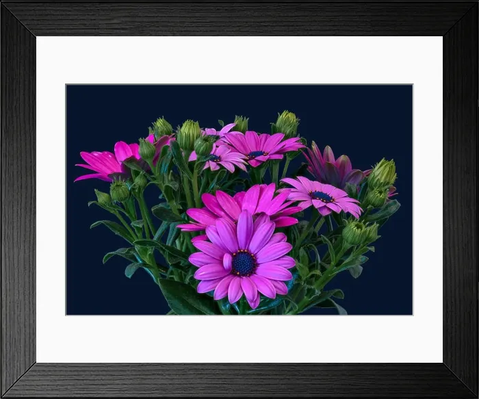 Framed Print : Fine art still life color flower macro image of a wide open blooming intense violet pink cape daisy / marguerite Framed Print : Fine art still life color flower macro image of a wide open blooming intense violet pink cape daisy / marguerite