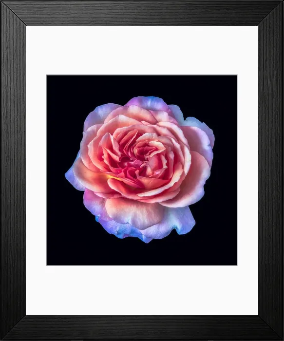 Framed Print : Bright coloful fine art still life floral macro flower image of a single isolated orange pink violet rose blossom Framed Print : Bright coloful fine art still life floral macro flower image of a single isolated orange pink violet rose blossom