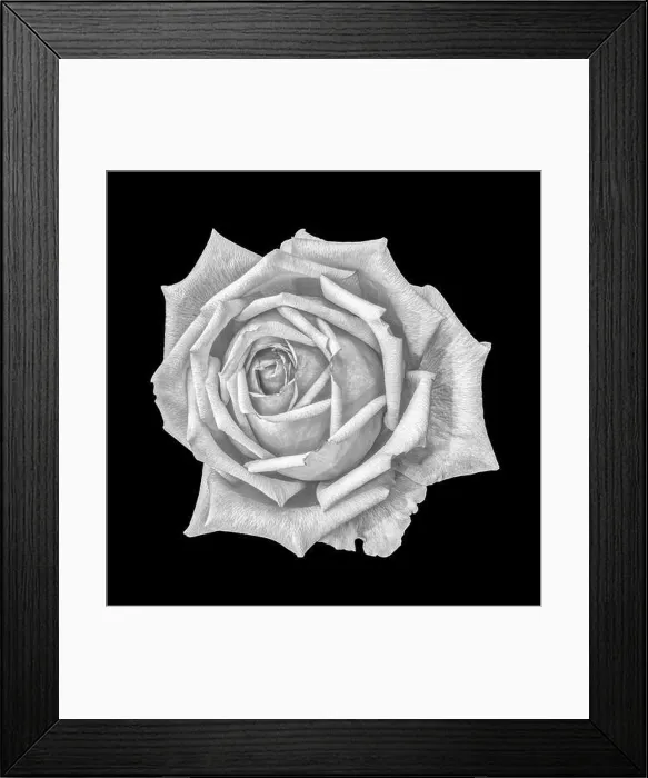 Framed Print : Monochrome fine art still life bright floral macro flower image of a single isolated white rose blossom Framed Print : Monochrome fine art still life bright floral macro flower image of a single isolated white rose blossom