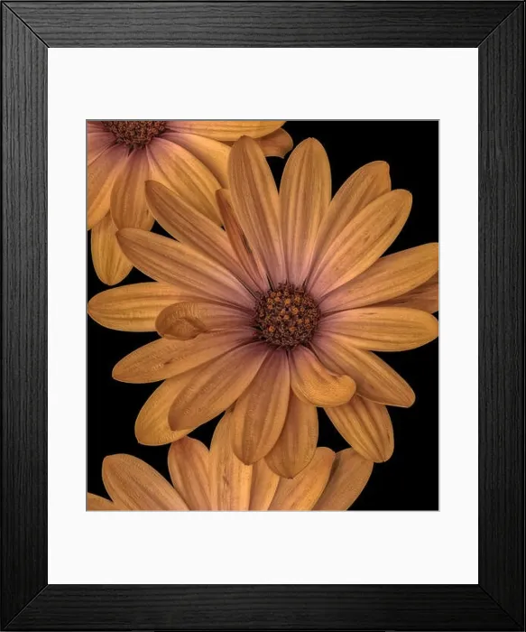 Framed Print : Fine art still life flower pastel color macro of a wide open yellow african cape daisy / marguerite blossom on black Framed Print : Fine art still life flower pastel color macro of a wide open yellow african cape daisy / marguerite blossom on black