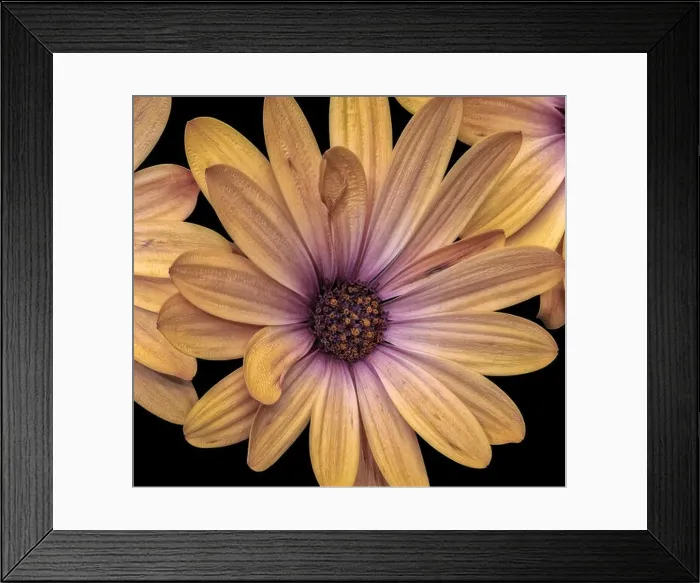 Framed Print : Fine art still life flower pastel color macro of a wide open golden yellow violet african cape daisy / marguerite blossom Framed Print : Fine art still life flower pastel color macro of a wide open golden yellow violet african cape daisy / marguerite blossom