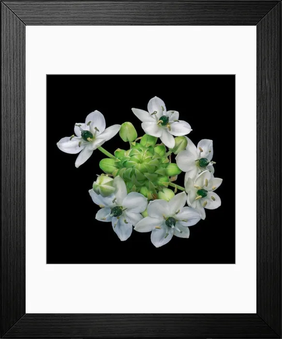 Framed Print : Fine art still life colorful floral macro of a white green cluster / circle of Star-of-Bethlehem / ornithogalum flower Framed Print : Fine art still life colorful floral macro of a white green cluster / circle of Star-of-Bethlehem / ornithogalum flower