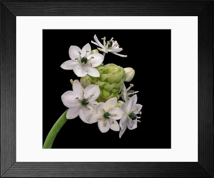 Framed Print : Fine art still life colorful floral macro of a white green cluster / circle of Star-of-Bethlehem / ornithogalum flower Framed Print : Fine art still life colorful floral macro of a white green cluster / circle of Star-of-Bethlehem / ornithogalum flower