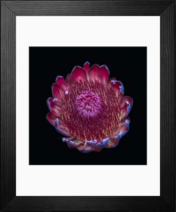 Framed Print : Fine art still life floral macro of a single isolated yellow red protea blossom