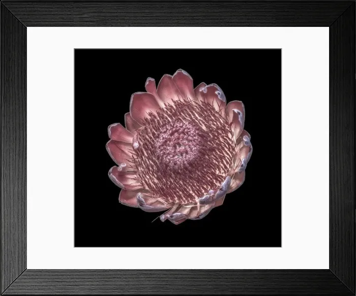 Framed Print : Pastel color fine art still life floral macro of a single isolated yellow red protea blossom Framed Print : Pastel color fine art still life floral macro of a single isolated yellow red protea blossom