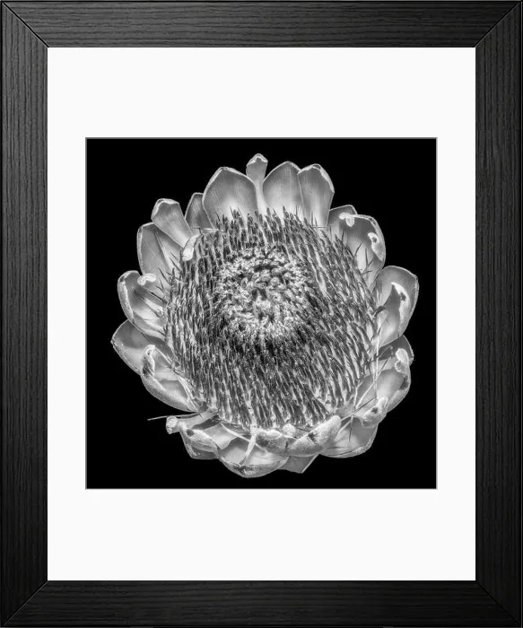 Framed Print : Fine art still life floral monochrome black and white macro of a single isolated protea blossom Framed Print : Fine art still life floral monochrome black and white macro of a single isolated protea blossom