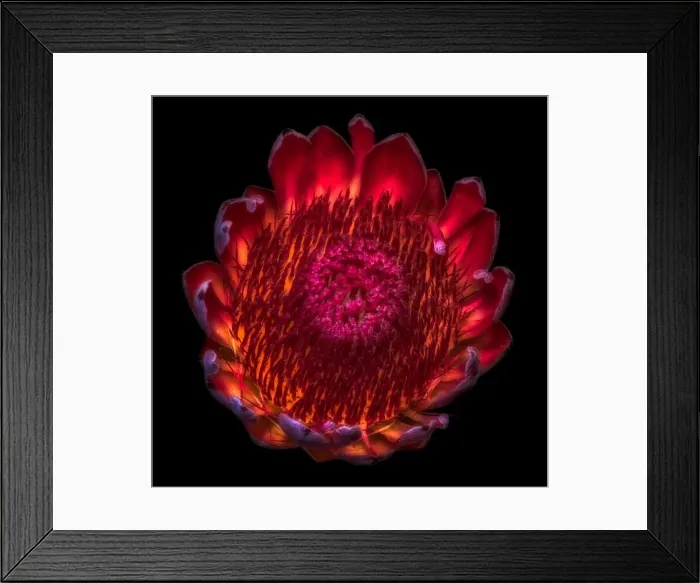 Framed Print : Fine art still life floral macro of a single isolated yellow red glowing protea blossom Framed Print : Fine art still life floral macro of a single isolated yellow red glowing protea blossom