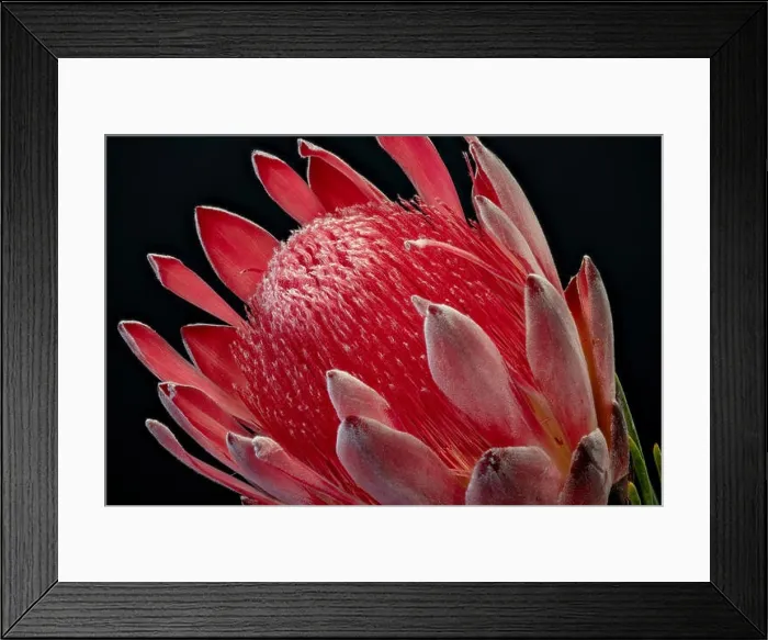 Framed Print : Fine art still life floral macro of a the inner of a single isolated red glowing protea blossom Framed Print : Fine art still life floral macro of a the inner of a single isolated red glowing protea blossom