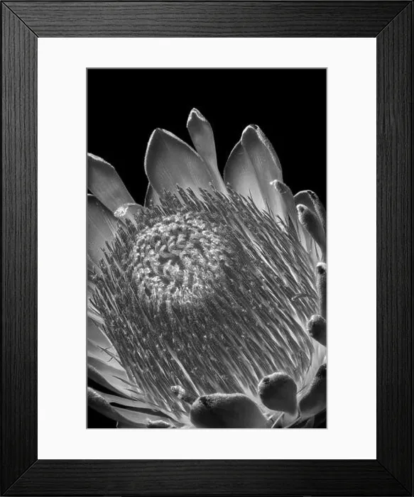 Framed Print : Fine art still life floral monochrome black and white macro of a the inner of a single isolated protea blossom Framed Print : Fine art still life floral monochrome black and white macro of a the inner of a single isolated protea blossom
