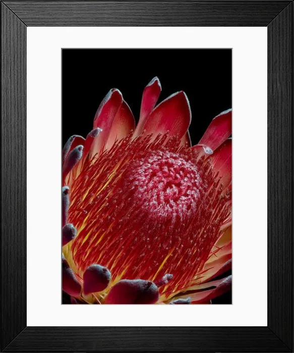 Framed Print : Fine art still life floral macro of a the inner of a single isolated yellow red glowing protea blossom Framed Print : Fine art still life floral macro of a the inner of a single isolated yellow red glowing protea blossom