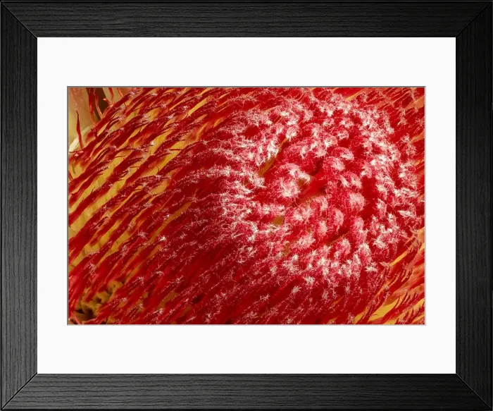 Framed Print : Fine art still life floral macro of a the inner of a single isolated yellow red glowing protea blossom Framed Print : Fine art still life floral macro of a the inner of a single isolated yellow red glowing protea blossom