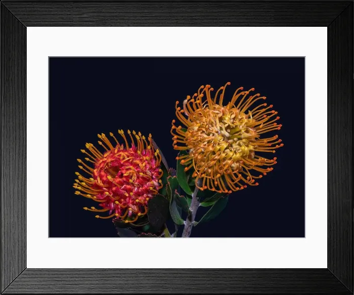 Framed Print : Fine art still life floral colorful macro of a pair of isolated red yellow pincushion protea blossoms with green leaves Framed Print : Fine art still life floral colorful macro of a pair of isolated red yellow pincushion protea blossoms with green leaves