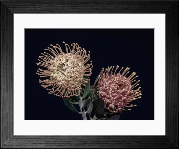 Framed Print : Fine art still life floral pastel color macro of a pair of isolated red yellow pincushion protea blossoms with green Framed Print : Fine art still life floral pastel color macro of a pair of isolated red yellow pincushion protea blossoms with green