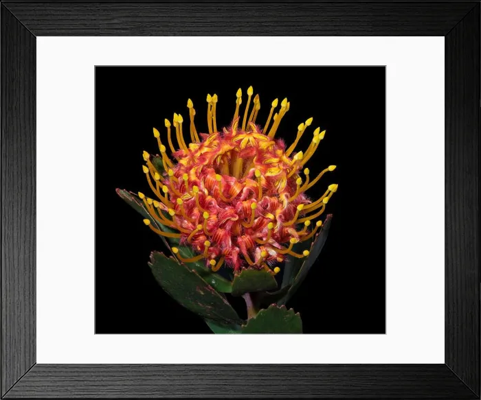 Framed Print : Fine art still life floral color macro of a single isolated red yellow pincushion protea blossom with green leaves Framed Print : Fine art still life floral color macro of a single isolated red yellow pincushion protea blossom with green leaves