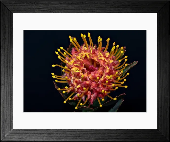 Framed Print : Fine art still life floral color macro of a single isolated red yellow pincushion protea blossom with green leaves Framed Print : Fine art still life floral color macro of a single isolated red yellow pincushion protea blossom with green leaves
