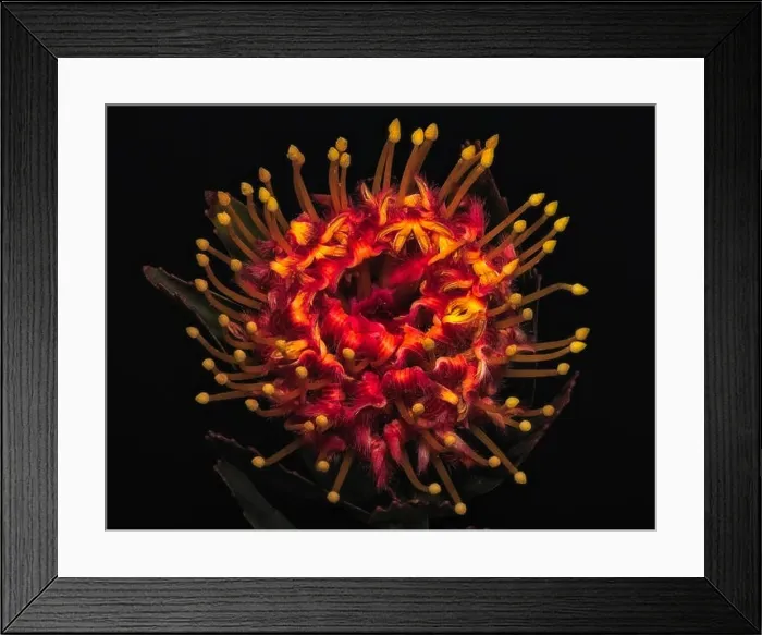 Framed Print : Fine art still life floral color macro of a single isolated red yellow glowing pincushion protea blossom with green Framed Print : Fine art still life floral color macro of a single isolated red yellow glowing pincushion protea blossom with green