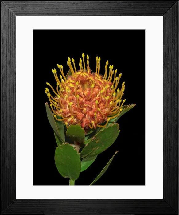 Framed Print : Fine art still life floral color macro of a single isolated red yellow pincushion protea blossom with stem Framed Print : Fine art still life floral color macro of a single isolated red yellow pincushion protea blossom with stem
