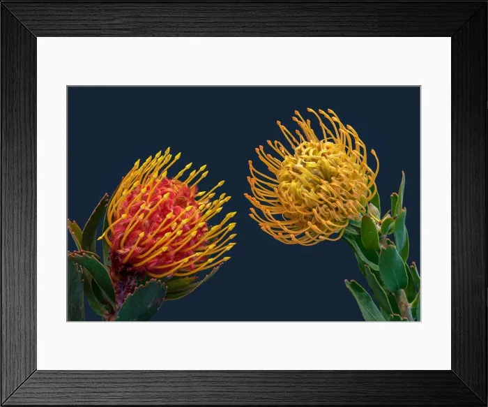 Framed Print : Fine art still life floral colorful macro of a pair of isolated red yellow pincushion protea blossoms with green leaves