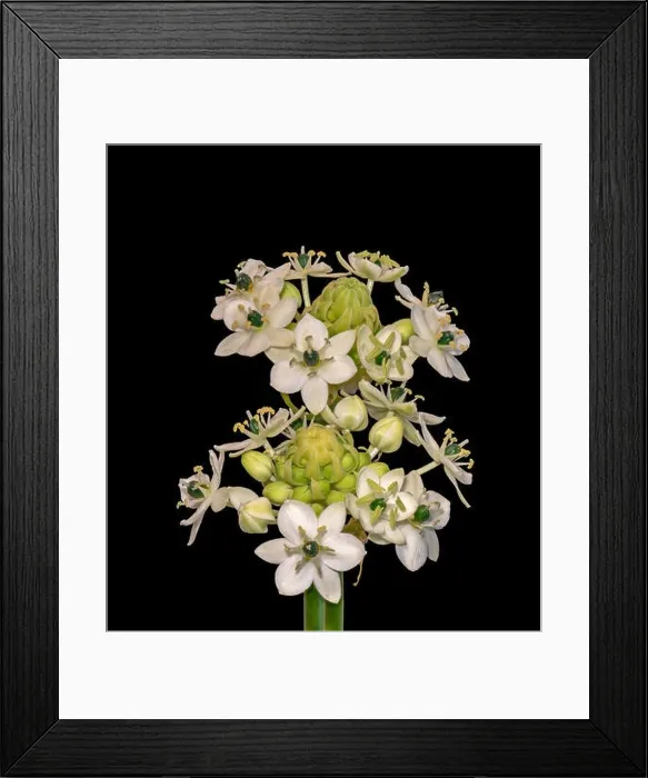 Framed Print : Fine art still life colorful floral macro of two / a pair of white green cluster / circle of Star-of-Bethlehem Framed Print : Fine art still life colorful floral macro of two / a pair of white green cluster / circle of Star-of-Bethlehem