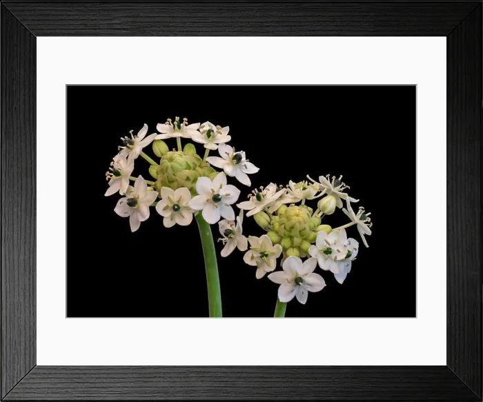 Framed Print : Fine art still life colorful floral macro of two / a pair of white green cluster / circle of Star-of-Bethlehem Framed Print : Fine art still life colorful floral macro of two / a pair of white green cluster / circle of Star-of-Bethlehem