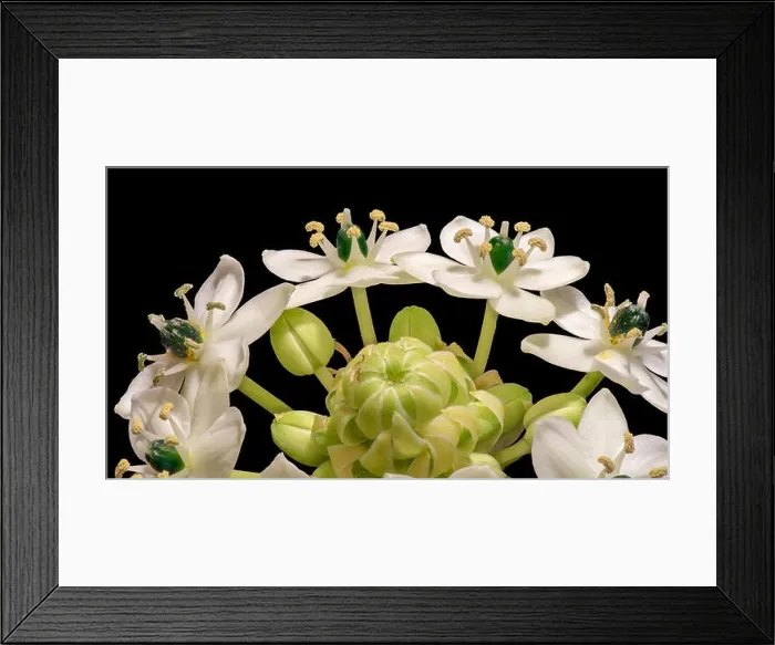 Framed Print : Fine art still life colorful floral macro of a white green cluster / circle of Star-of-Bethlehem / ornithogalum flower Framed Print : Fine art still life colorful floral macro of a white green cluster / circle of Star-of-Bethlehem / ornithogalum flower