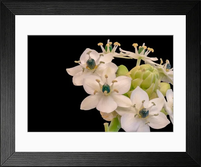 Framed Print : Fine art still life colorful floral macro of a white green cluster / circle of Star-of-Bethlehem / ornithogalum flower Framed Print : Fine art still life colorful floral macro of a white green cluster / circle of Star-of-Bethlehem / ornithogalum flower