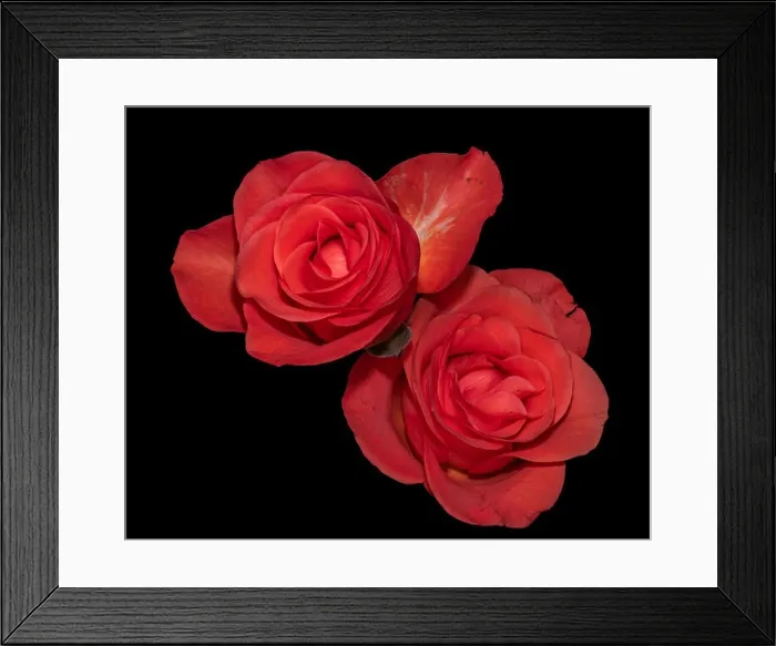 Framed Print : Colorful fine art still life bright floral macro of a pair of isolated red rose blossoms on black background