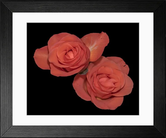 Framed Print : Colorful fine art still life bright floral macro of a pair of isolated orange rose blossoms Framed Print : Colorful fine art still life bright floral macro of a pair of isolated orange rose blossoms