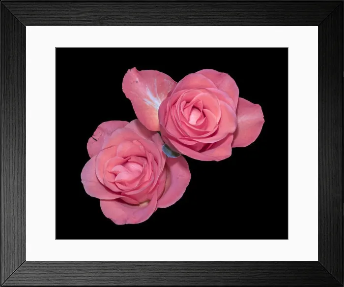 Framed Print : Colorful fine art still life bright floral macro of a pair of isolated pink white rose blossoms on black background Framed Print : Colorful fine art still life bright floral macro of a pair of isolated pink white rose blossoms on black background