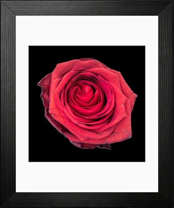 Framed Print : Fine art still life colorful flower macro of a single isolated blooming deep red rose blossom with detailed texture Framed Print : Fine art still life colorful flower macro of a single isolated blooming deep red rose blossom with detailed texture