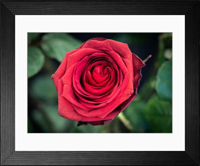 Framed Print : Fine art still life colorful flower macro of a single isolated blooming deep red rose blossom with detailed texture Framed Print : Fine art still life colorful flower macro of a single isolated blooming deep red rose blossom with detailed texture