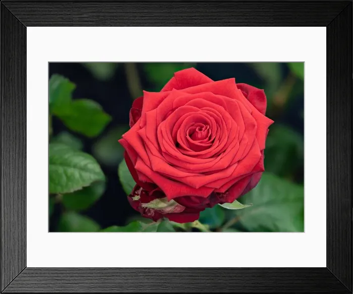 Framed Print : Fine art still life colorful flower macro of a single isolated blooming deep red rose blossom with detailed texture Framed Print : Fine art still life colorful flower macro of a single isolated blooming deep red rose blossom with detailed texture