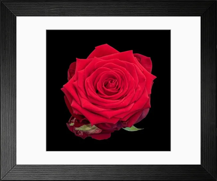 Framed Print : Fine art still life colorful flower macro of a single isolated blooming deep red rose blossom with detailed texture Framed Print : Fine art still life colorful flower macro of a single isolated blooming deep red rose blossom with detailed texture