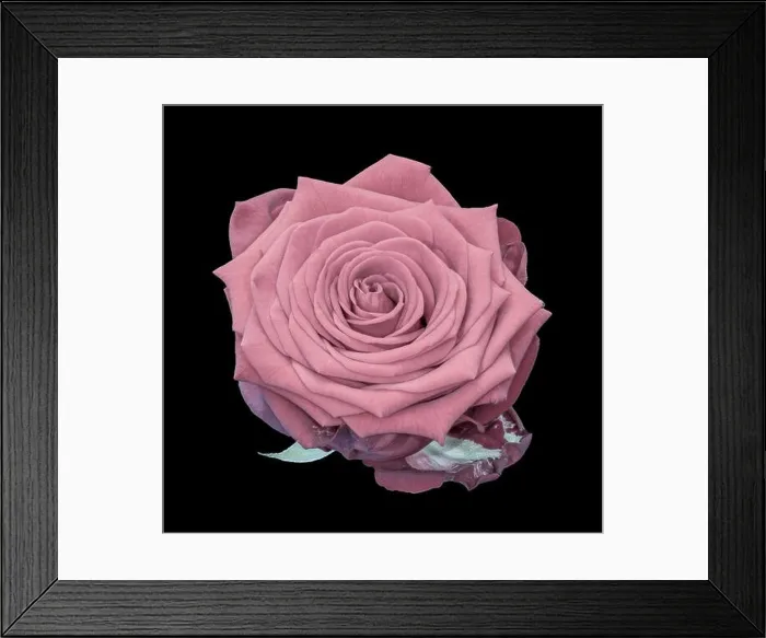 Framed Print : Fine art still life pastel color flower macro of a single isolated blooming pink rose blossom with detailed texture Framed Print : Fine art still life pastel color flower macro of a single isolated blooming pink rose blossom with detailed texture