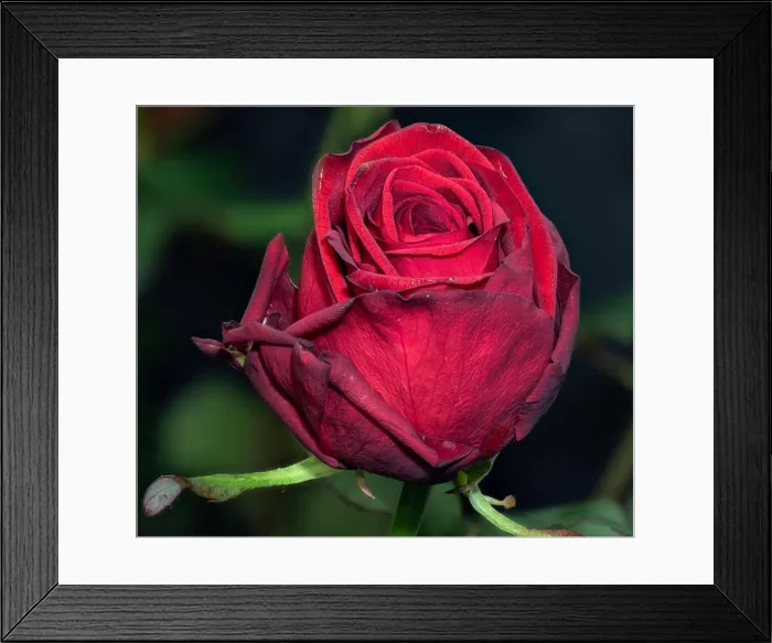 Framed Print : Fine art still life colorful flower macro of a single isolated blooming deep red rose blossom with detailed texture