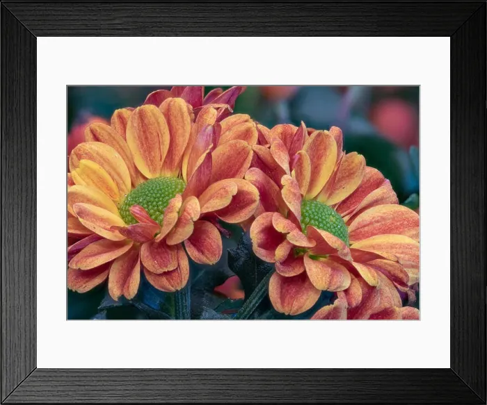 Framed Print : Fine art still life colorful macro image of a flower bouquet with orange red green yellow chrysanthemums / aster in Framed Print : Fine art still life colorful macro image of a flower bouquet with orange red green yellow chrysanthemums / aster in